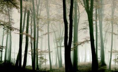 ALBERI FORESTA 74 | Carta da parati sagome di alberi - Col. 02